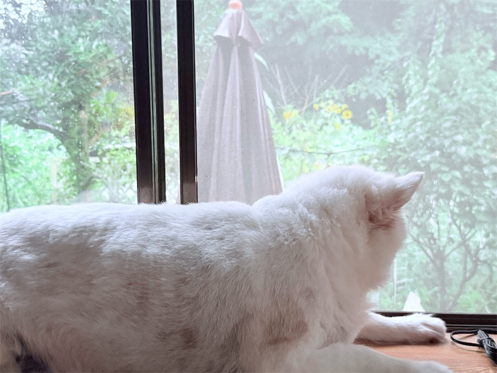 f:id:gu0603016:20250716213328j:image