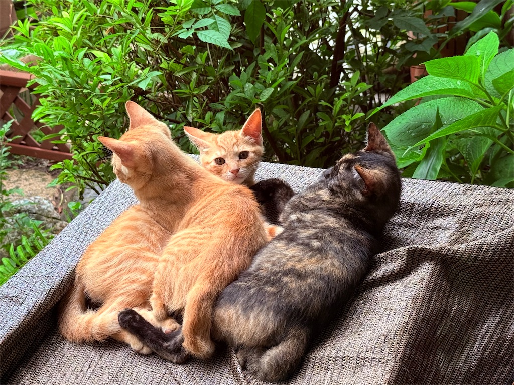 f:id:gu0603016:20250716213419j:image