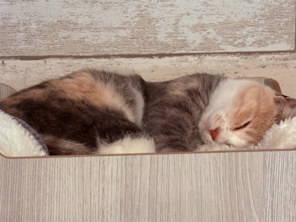 f:id:gu0603016:20251016201852j:image