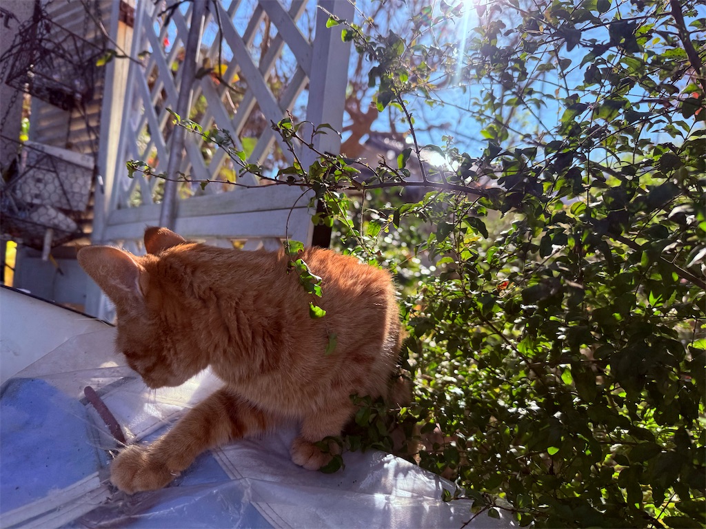f:id:gu0603016:20251204210935j:image