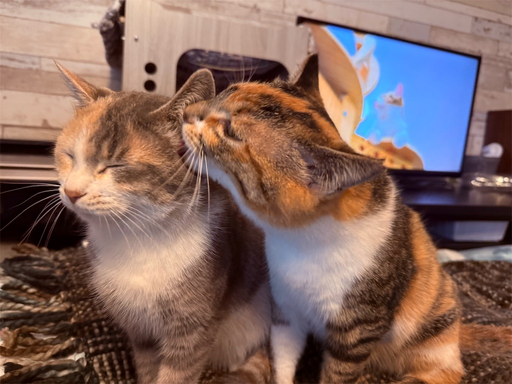 f:id:gu0603016:20251231210014j:image