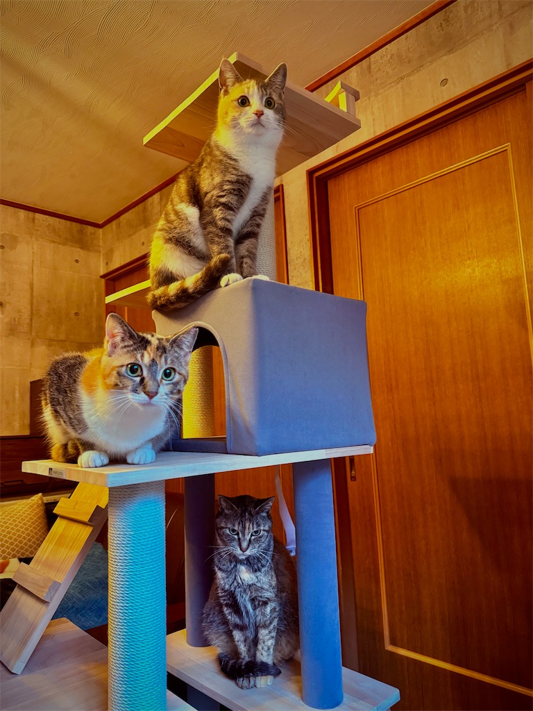 f:id:gu0603016:20251231210022j:image