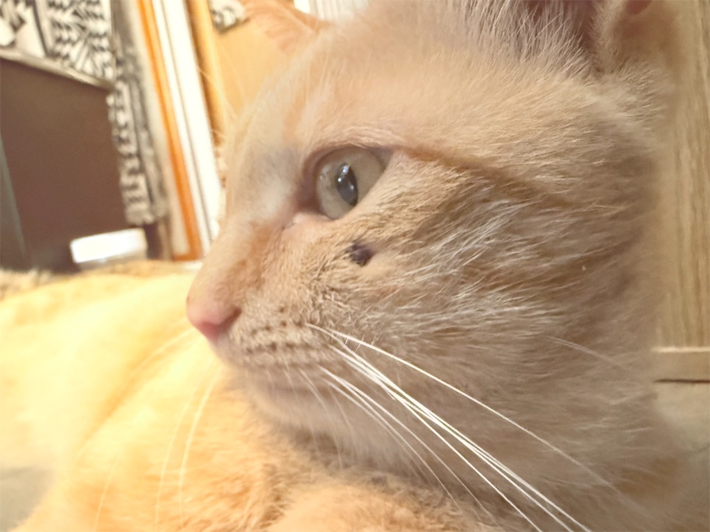 f:id:gu0603016:20251231230348j:image