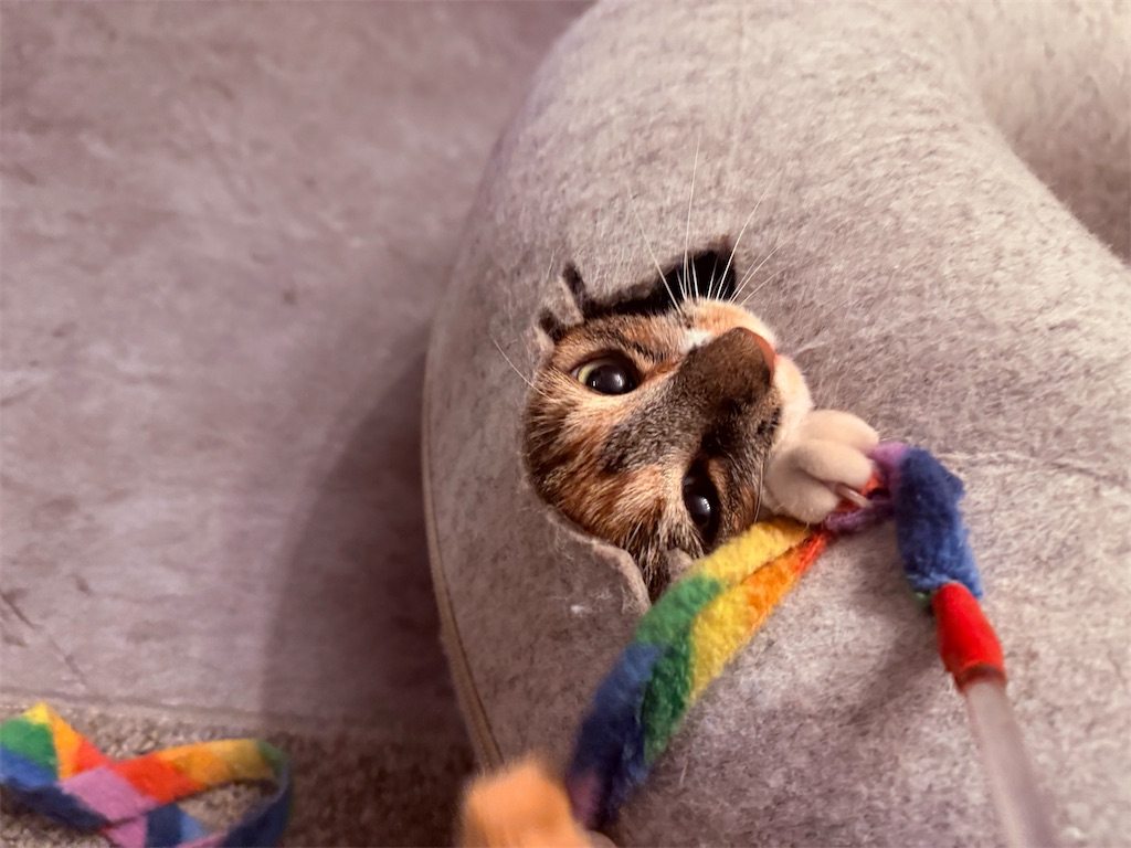 f:id:gu0603016:20251231230352j:image