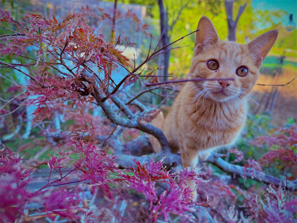 f:id:gu0603016:20251231232304j:image