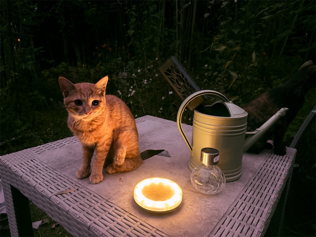 f:id:gu0603016:20251231232420j:image