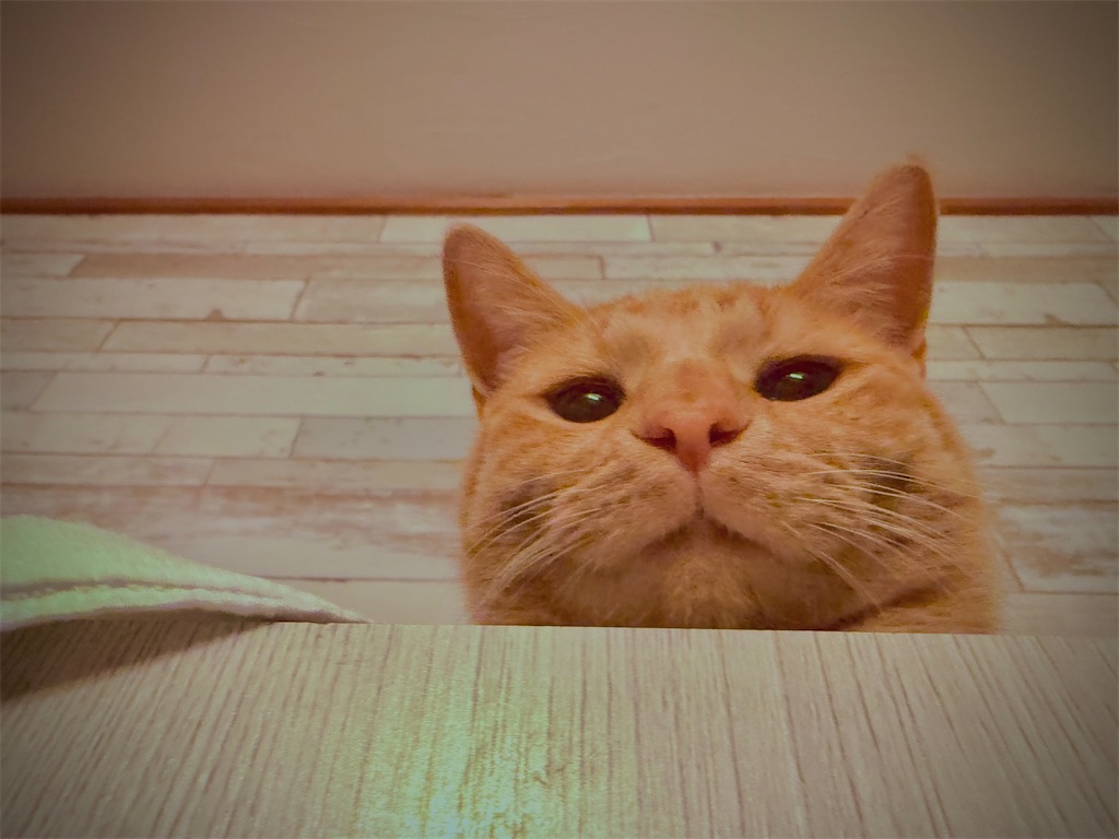 f:id:gu0603016:20251231232447j:image