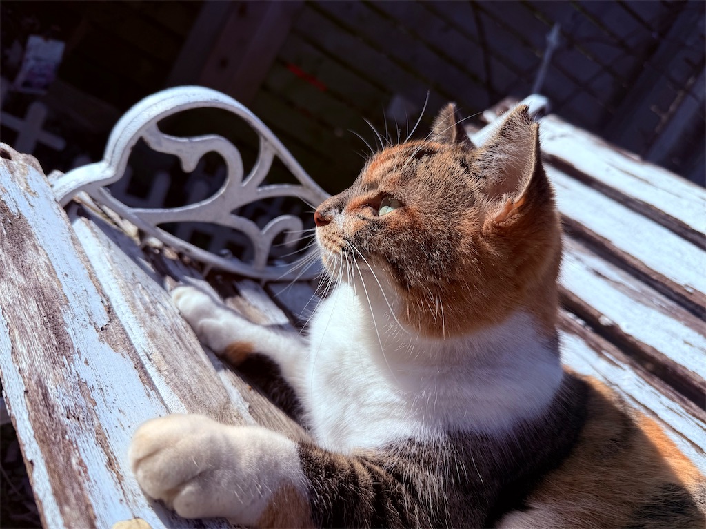 f:id:gu0603016:20260101213046j:image
