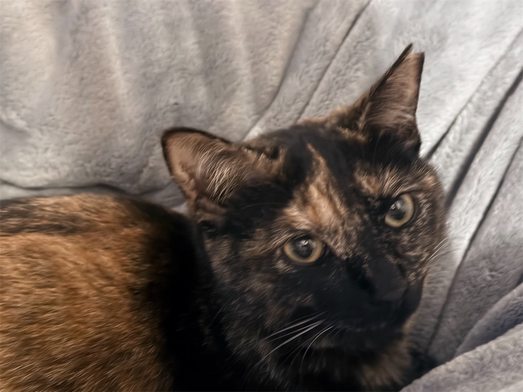 f:id:gu0603016:20260114203832j:image f:id:gu0603016:20260114203832j:image