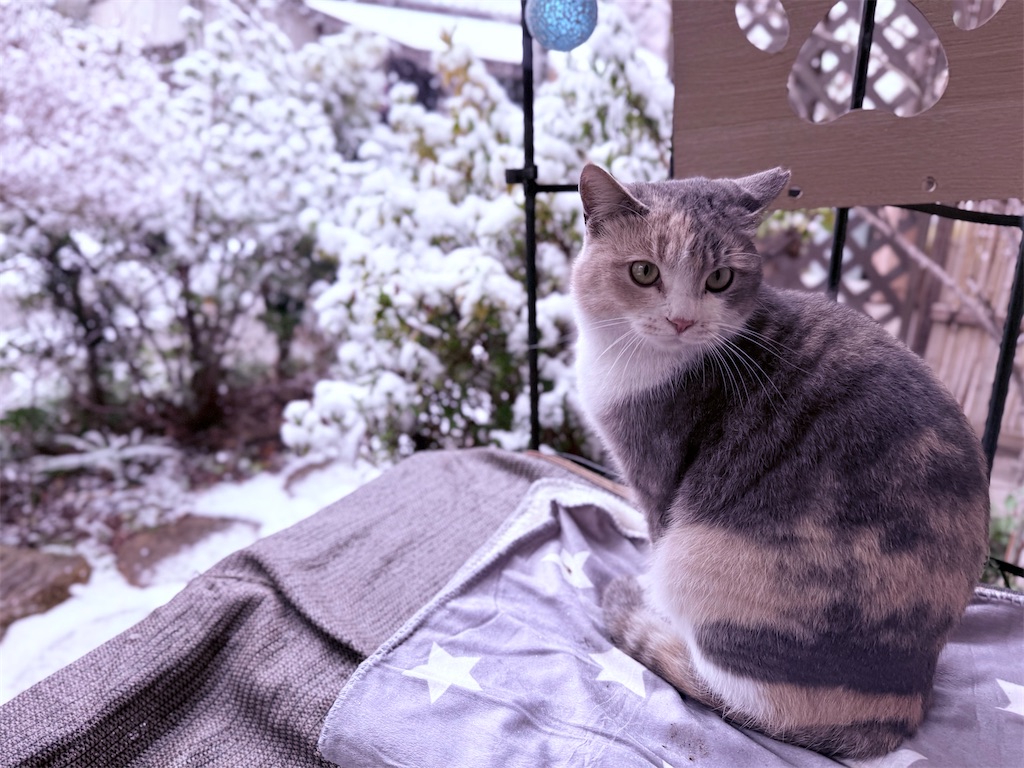 f:id:gu0603016:20260207180259j:image