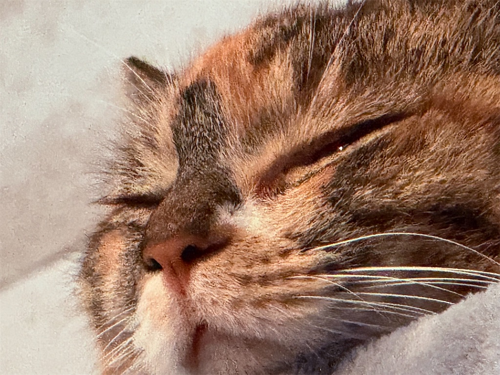 f:id:gu0603016:20260208192322j:image