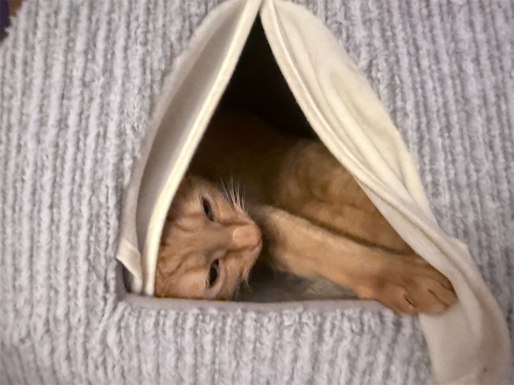 f:id:gu0603016:20260303203424j:image