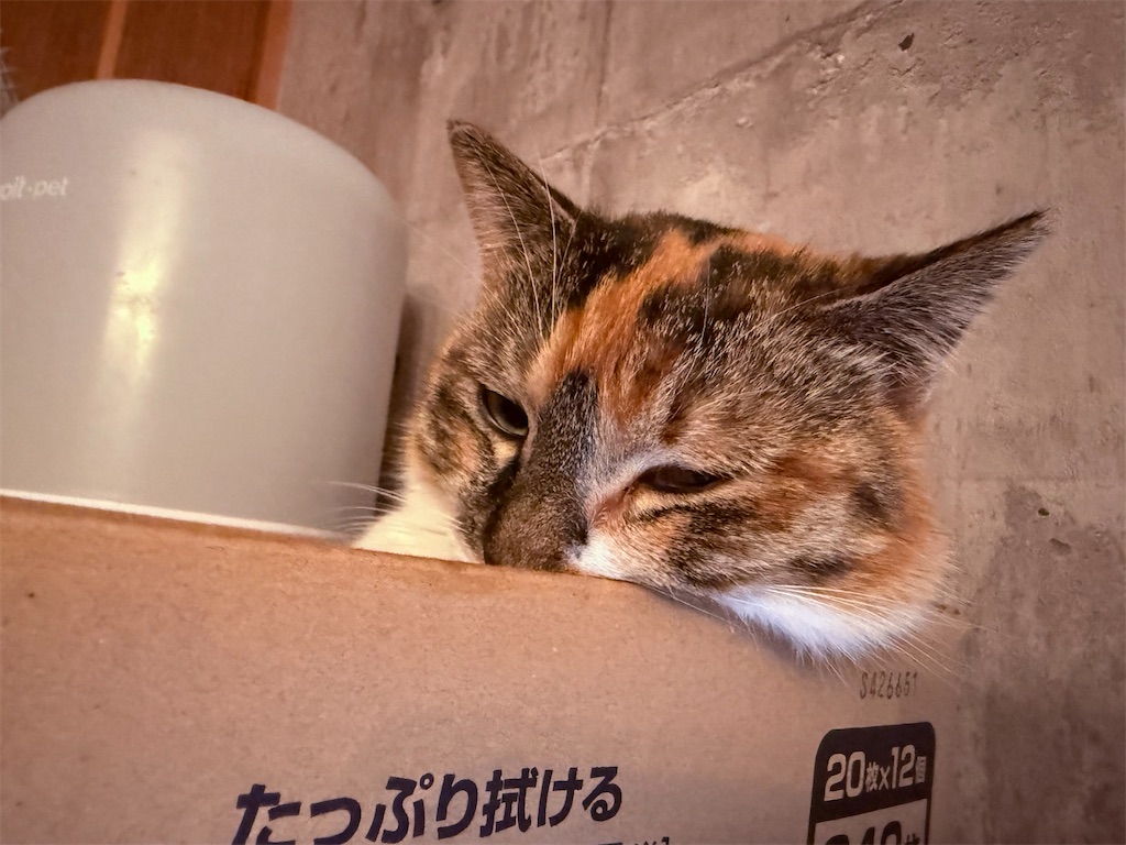 f:id:gu0603016:20260303203428j:image