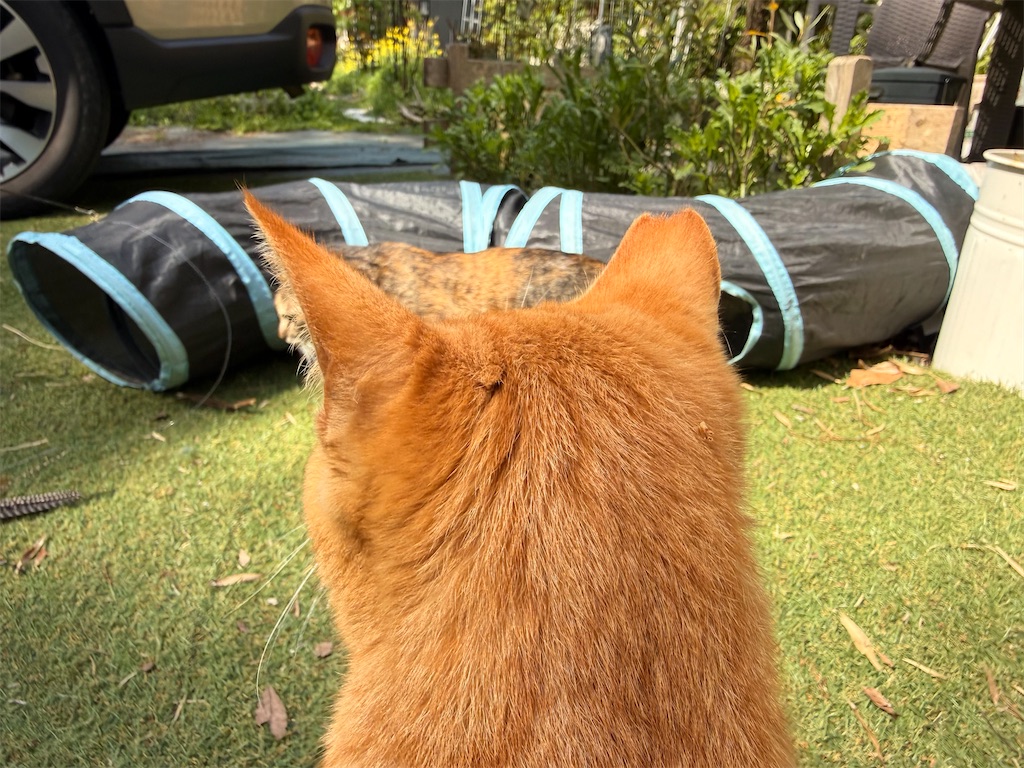 f:id:gu0603016:20260412202242j:image