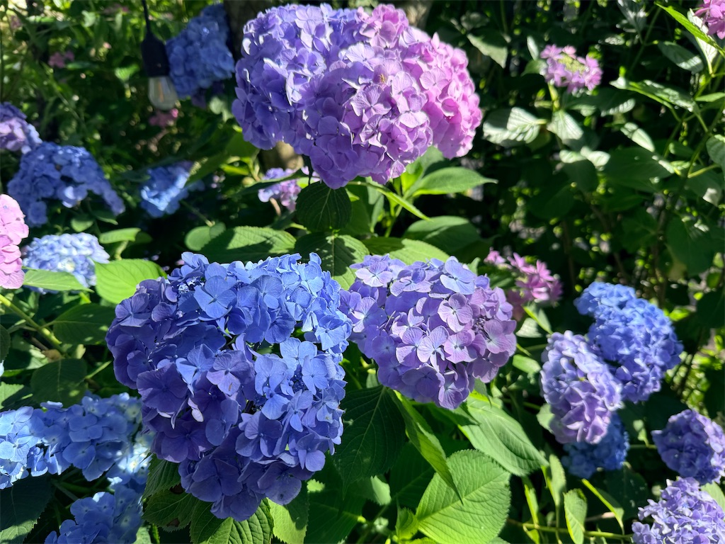 f:id:gu0603016:20260606205903j:image
