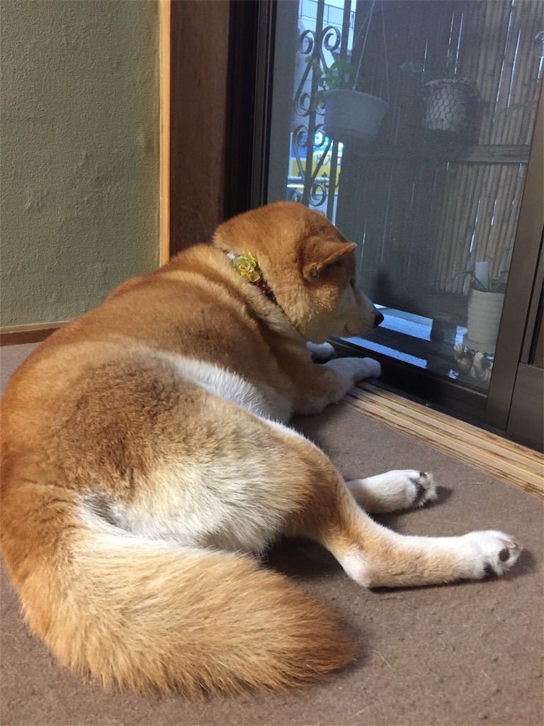 f:id:guangtailang:20180610192820j:image