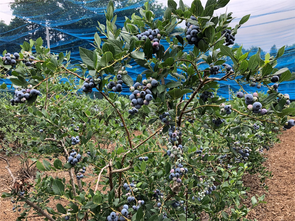 f:id:guangtailang:20190623194544j:image
