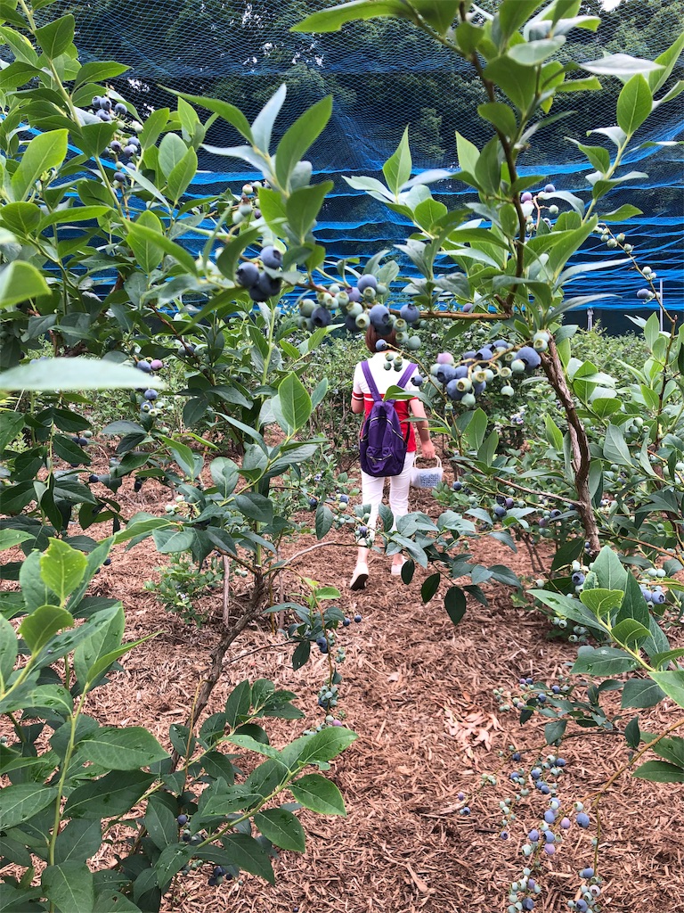 f:id:guangtailang:20190623194845j:image