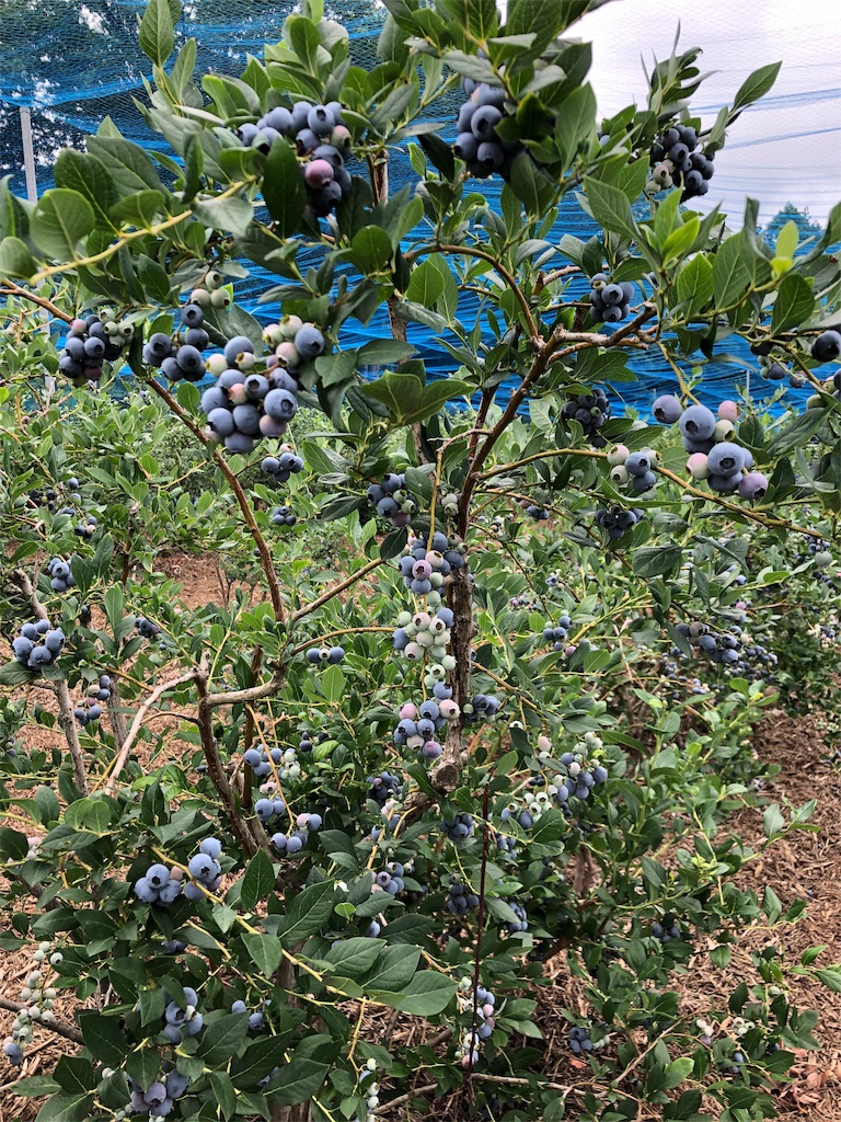 f:id:guangtailang:20190623194910j:image