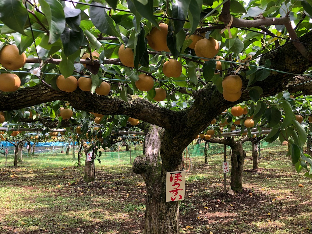 f:id:guangtailang:20190901214726j:image
