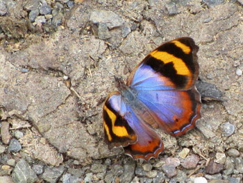 f:id:guatemusia:20160710034156j:plain