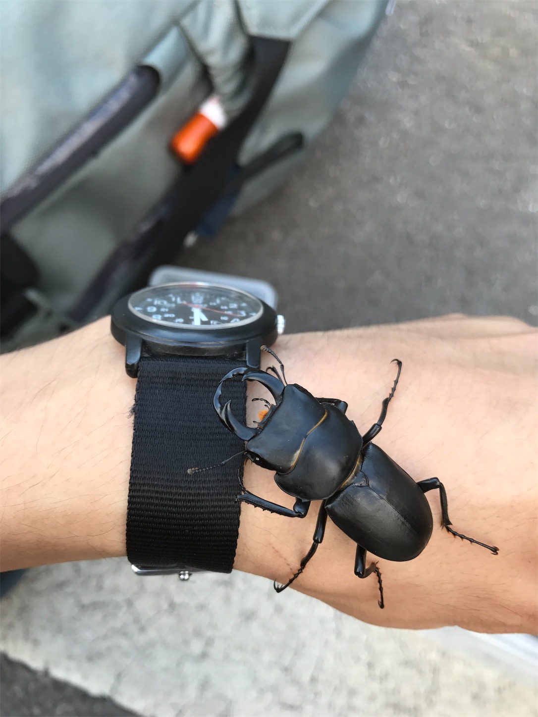 岐阜 ヒメオオクワガタ 47.4 - Guess Twig