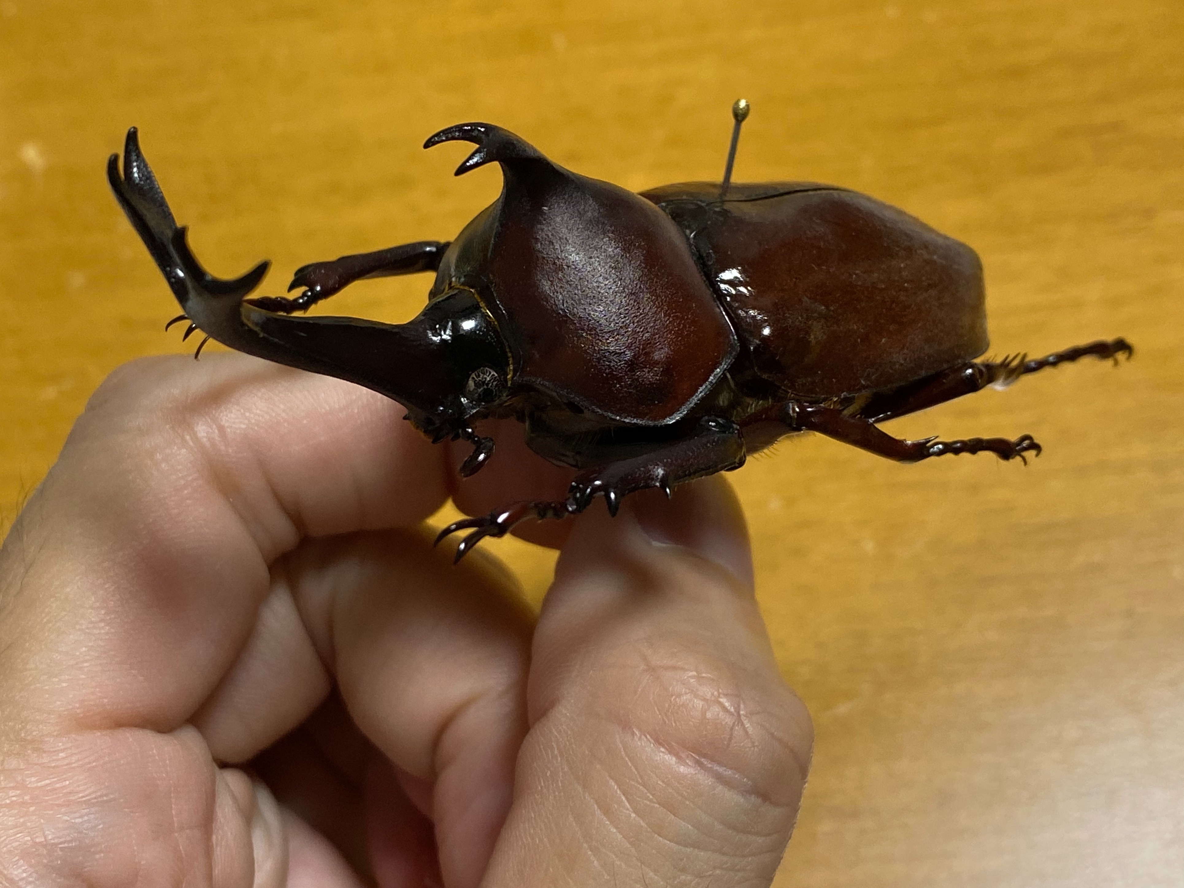 f:id:guesstwig:20201028224142j:image