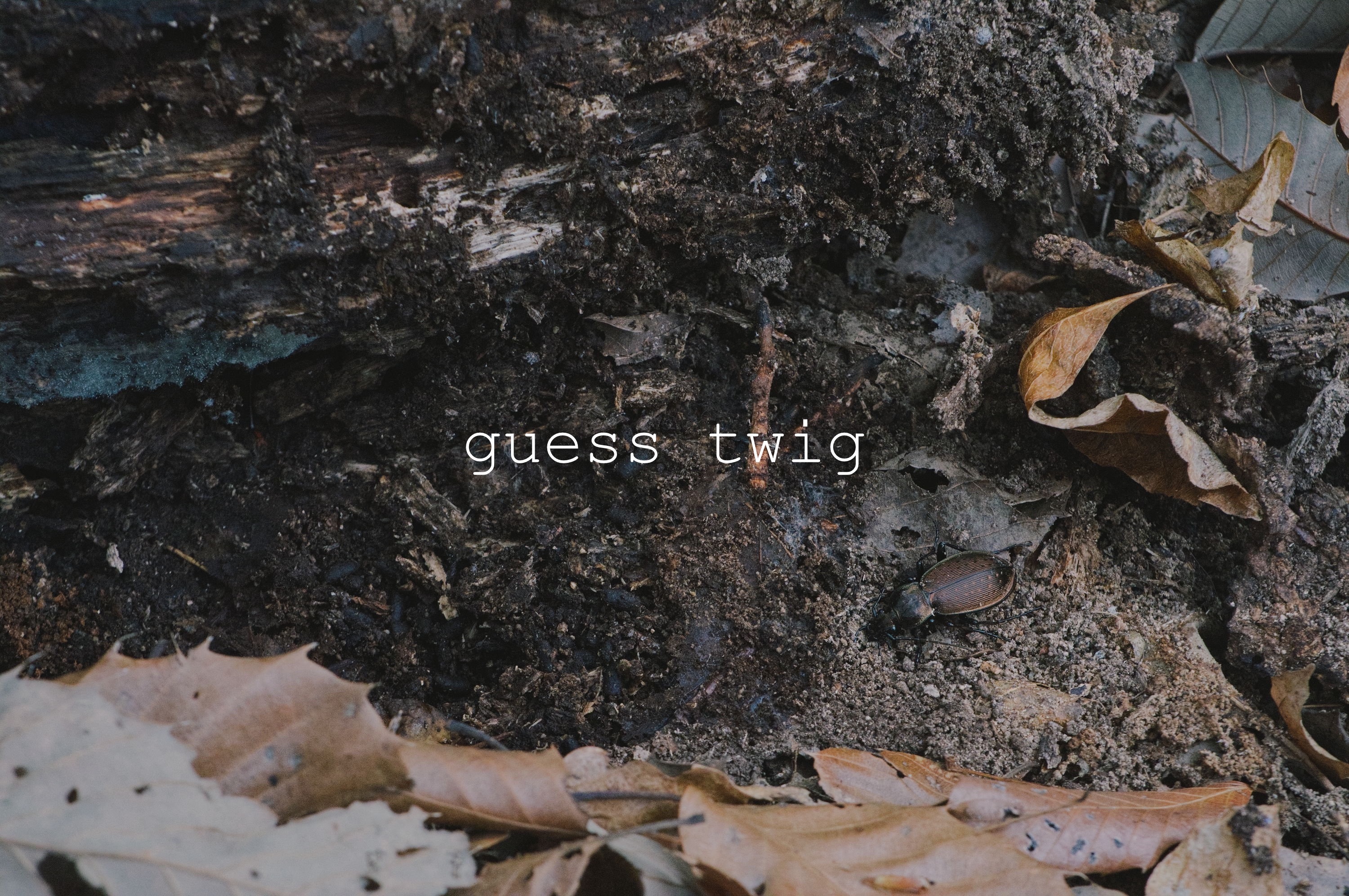 f:id:guesstwig:20210327205028j:image