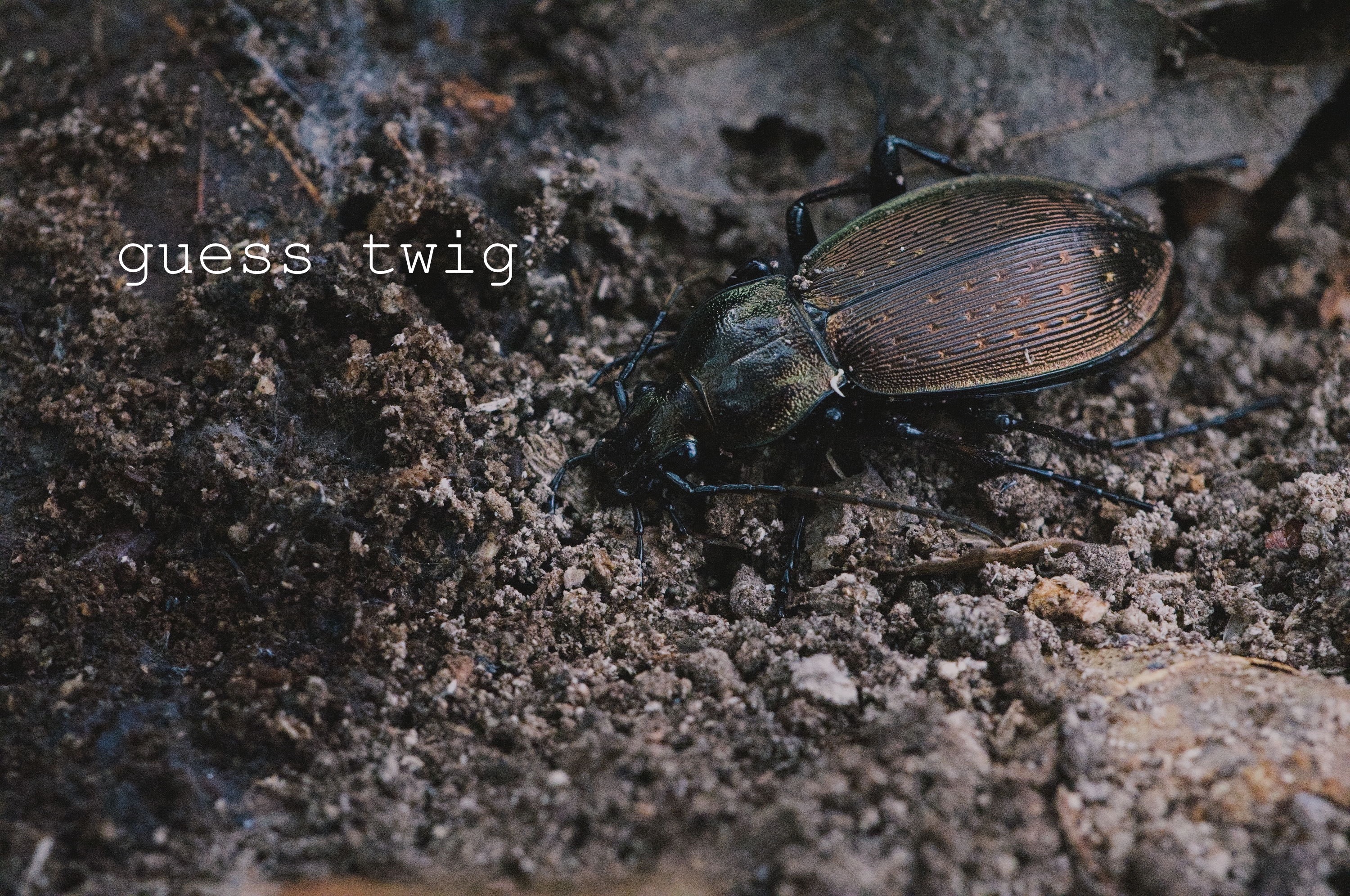 f:id:guesstwig:20210327205037j:image