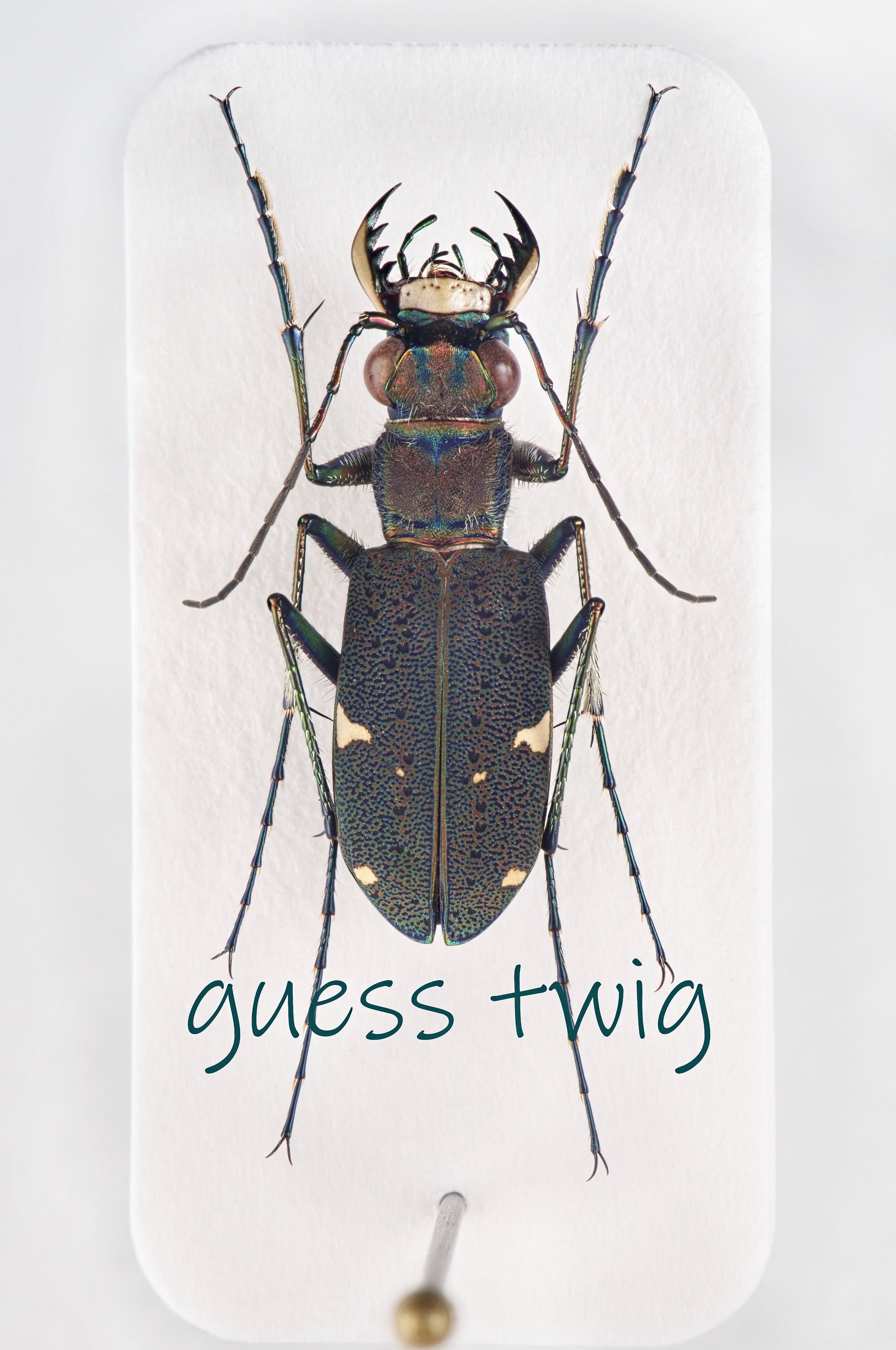 f:id:guesstwig:20210828211338j:image