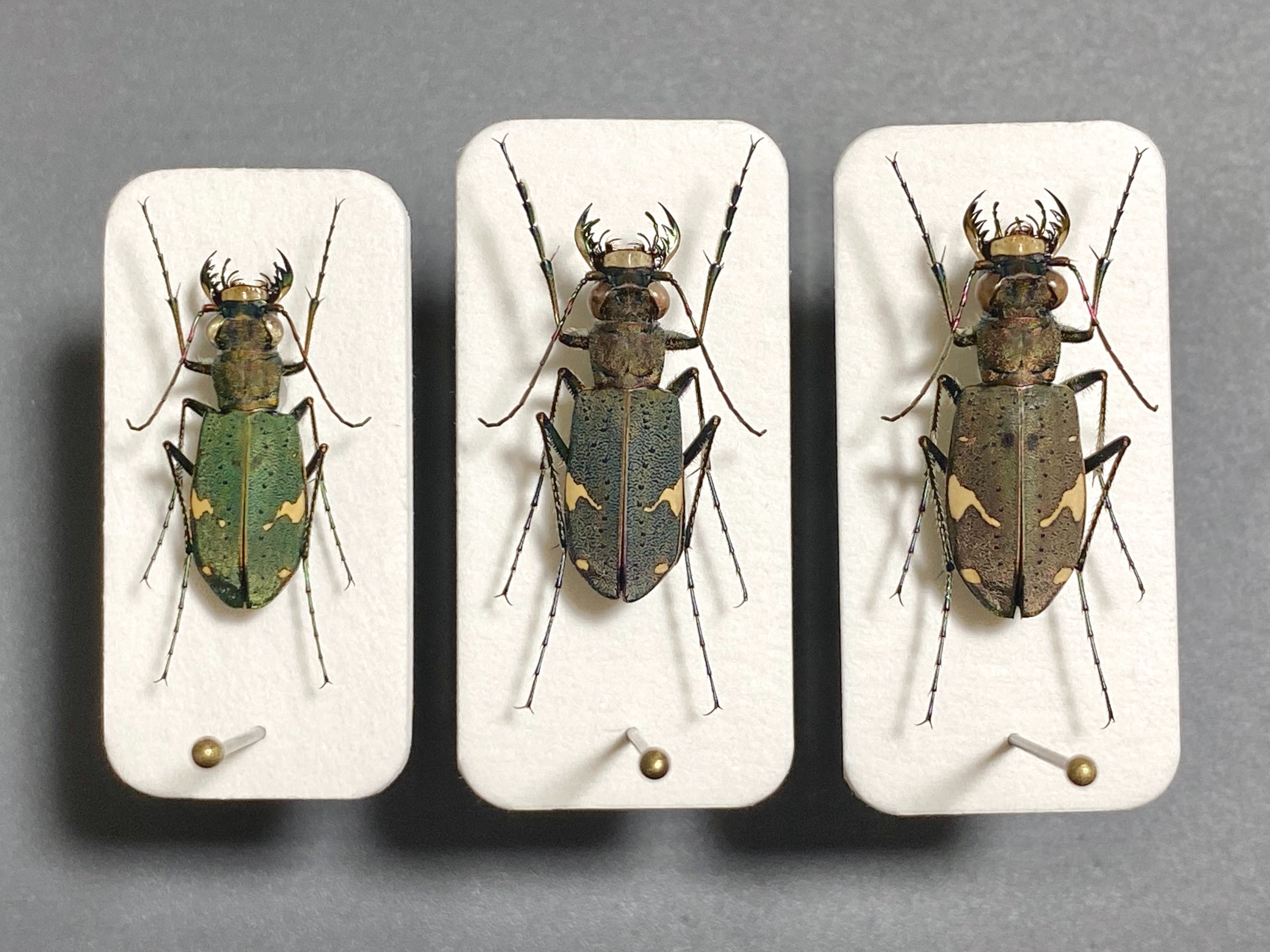 f:id:guesstwig:20210828215207j:image