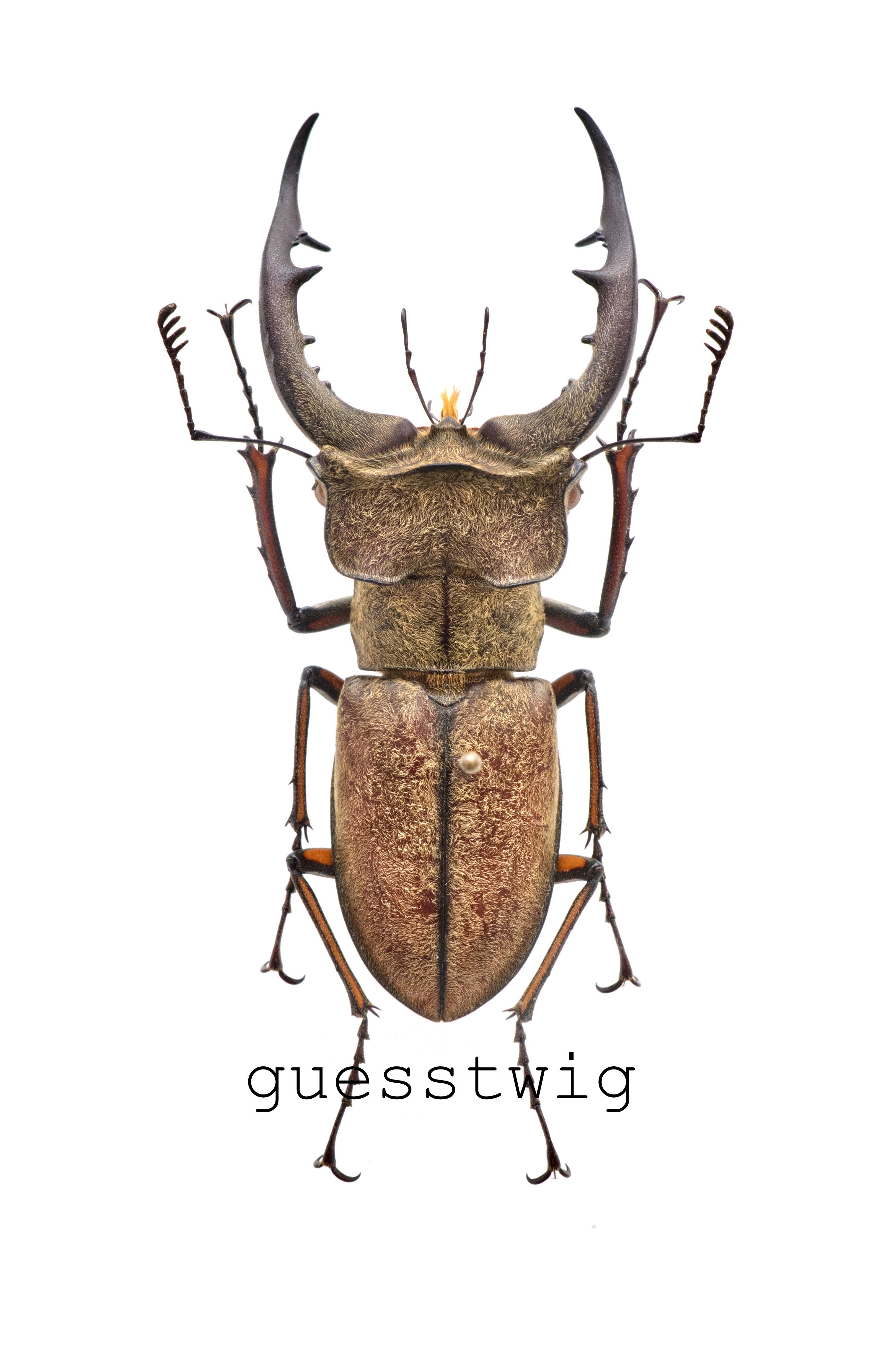 f:id:guesstwig:20220313231937j:image