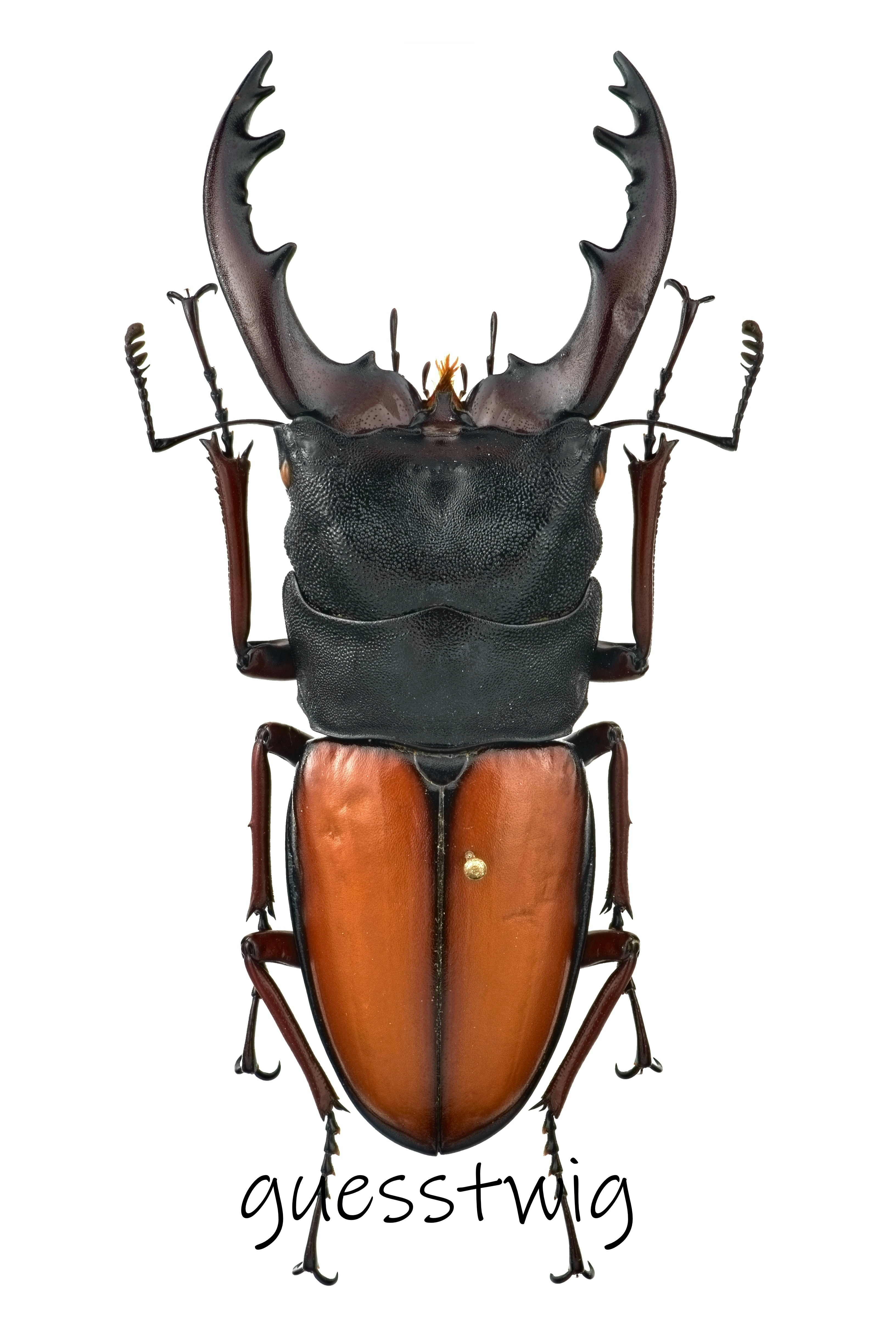 f:id:guesstwig:20220403211200j:image