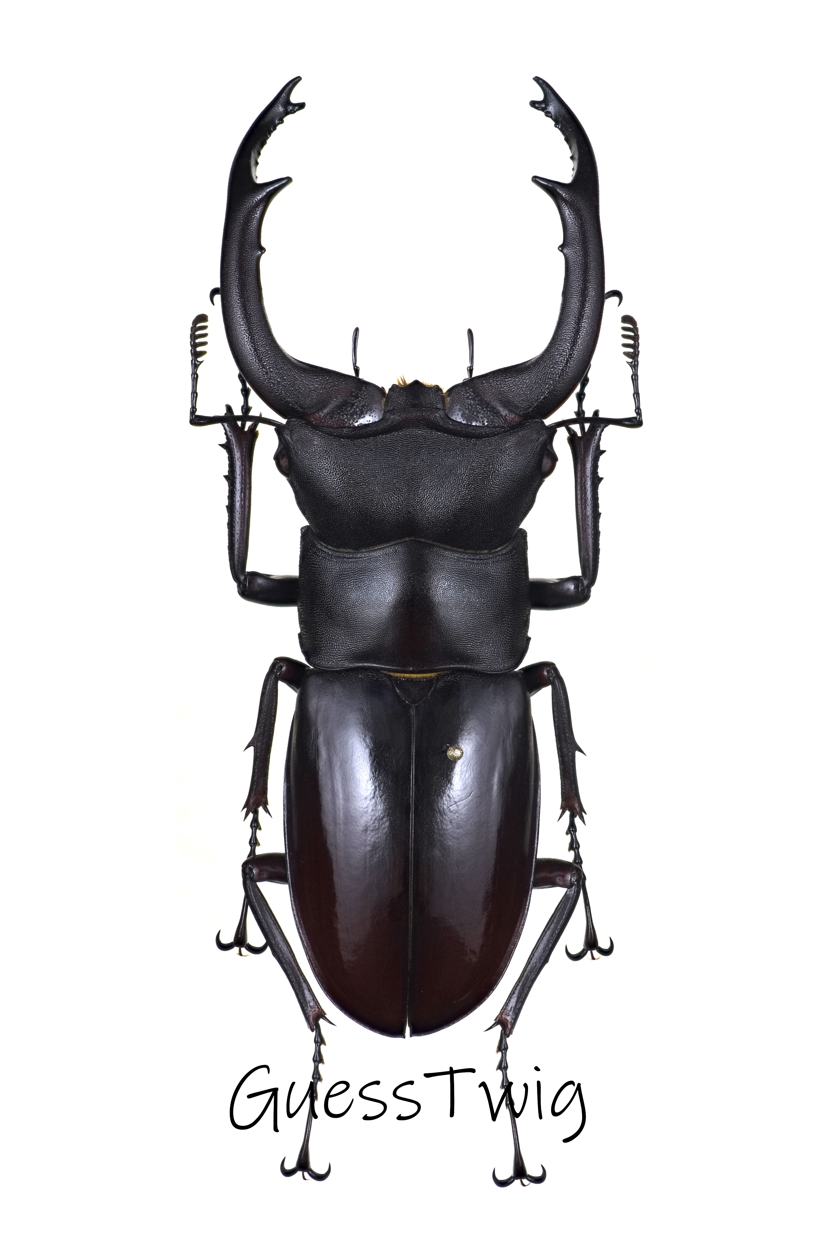 f:id:guesstwig:20230904224218j:image