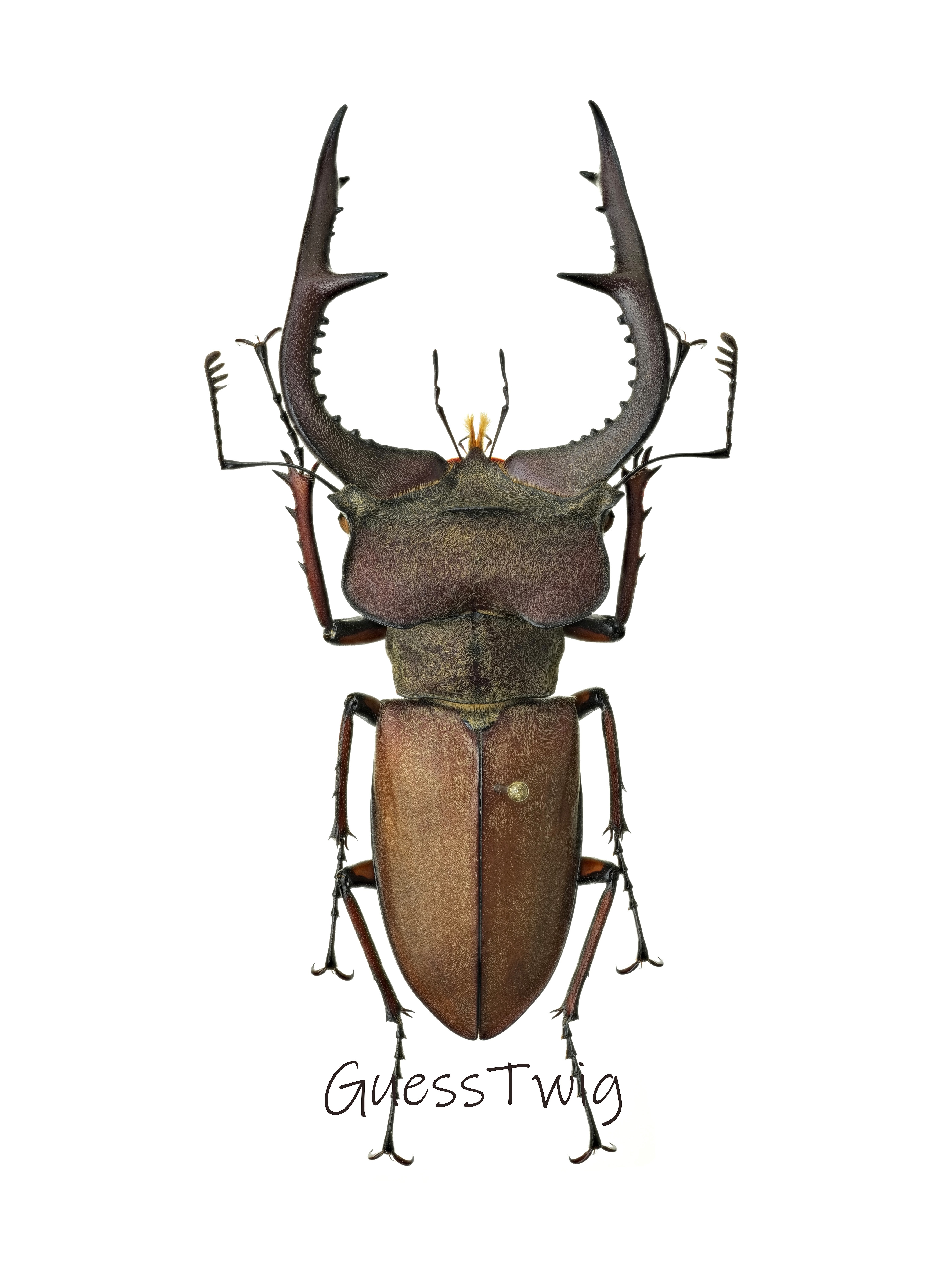 f:id:guesstwig:20251201120853j:image