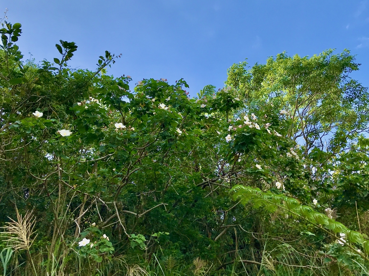 f:id:guestroomarunishigaki:20191113101149j:plain f:id:guestroomarunishigaki:20191113101149j:plain