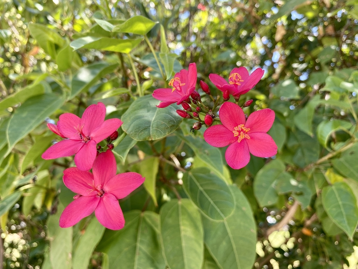 f:id:guestroomarunishigaki:20200813114903j:plain