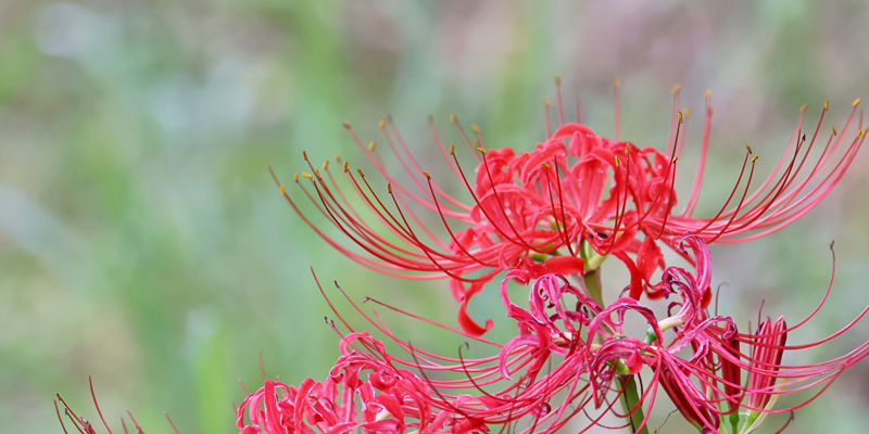 f:id:guh202109:20210923085548p:plain