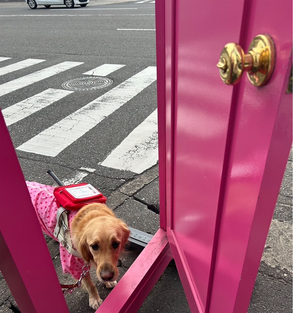f:id:guidedogchannoworld:20240623072429j:image