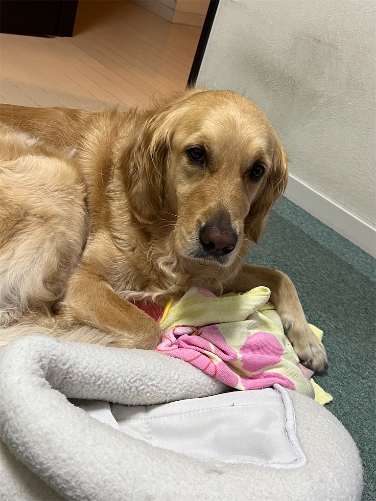 f:id:guidedogchannoworld:20240623163725j:image