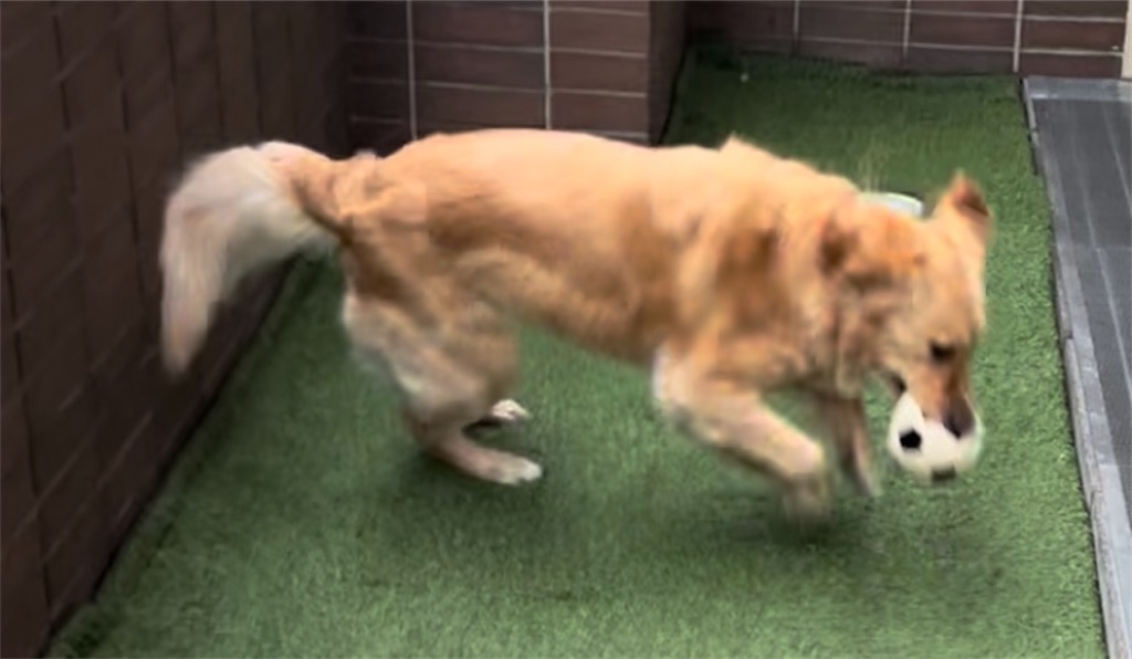 f:id:guidedogchannoworld:20240624184513j:image