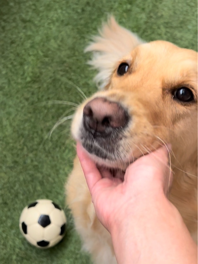 f:id:guidedogchannoworld:20240624184521j:image