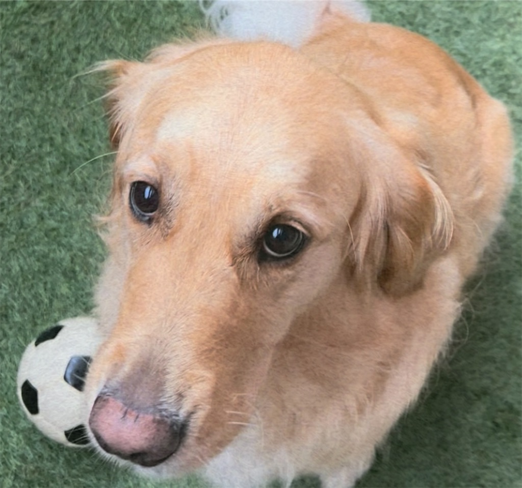 f:id:guidedogchannoworld:20240624184524j:image