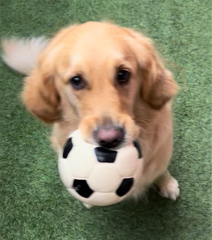 f:id:guidedogchannoworld:20240624184529j:image