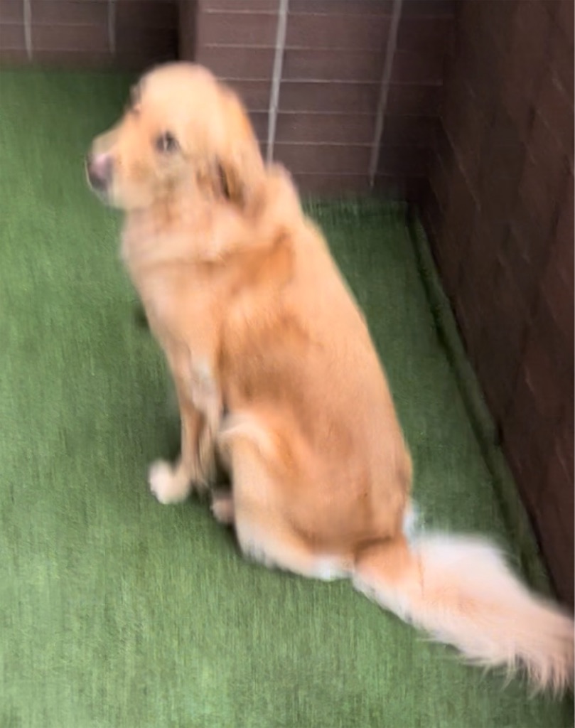f:id:guidedogchannoworld:20240624184532j:image