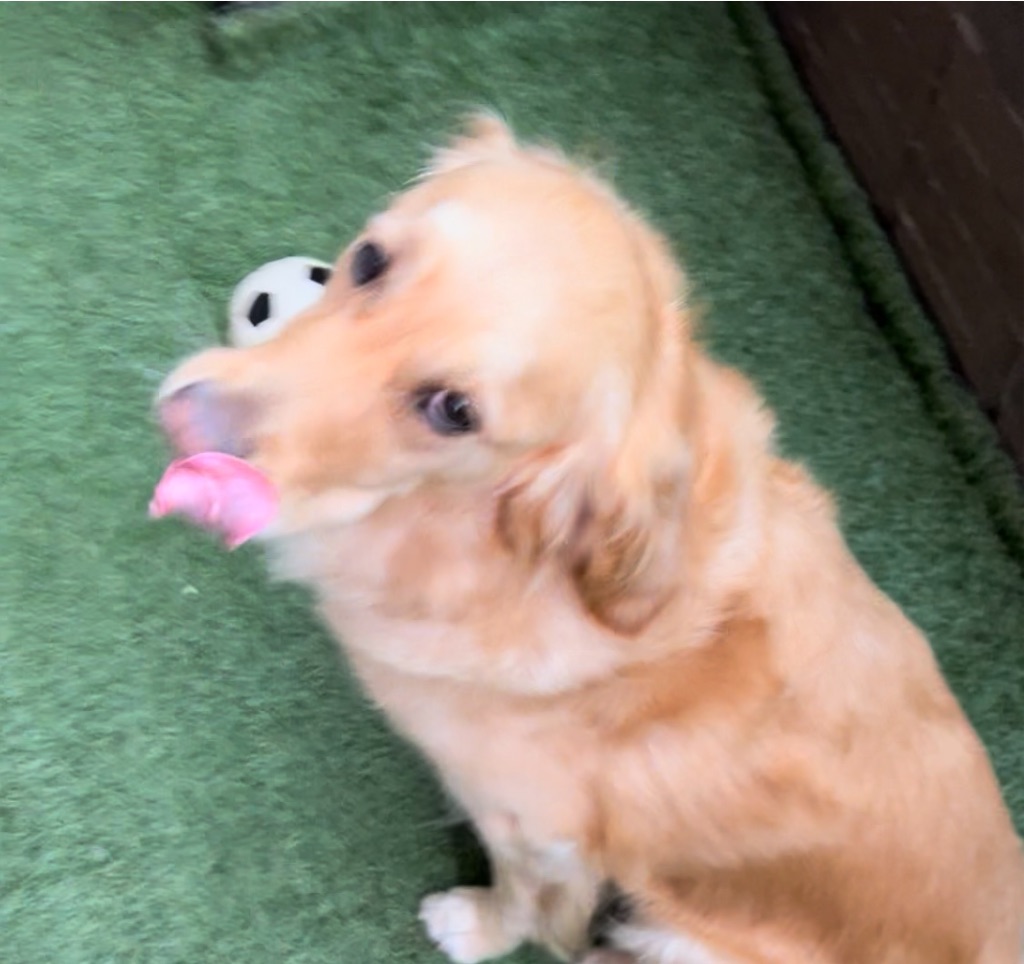 f:id:guidedogchannoworld:20240624184535j:image