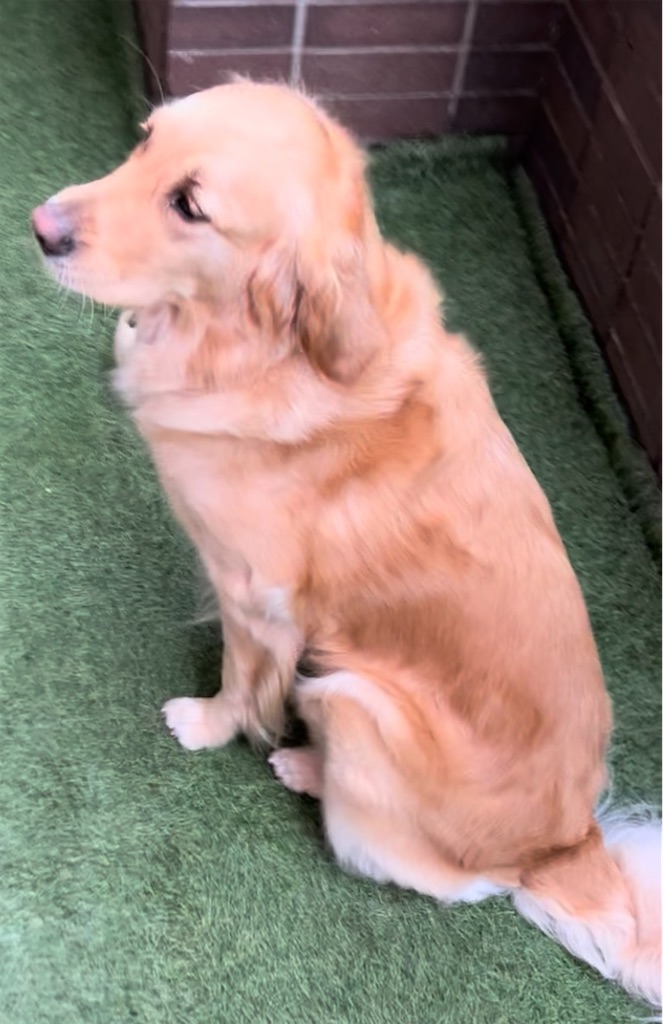 f:id:guidedogchannoworld:20240624184540j:image