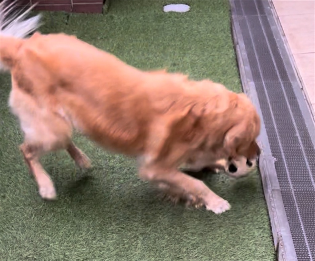 f:id:guidedogchannoworld:20240624184545j:image