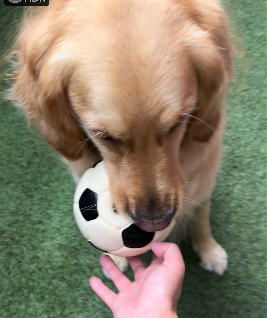 f:id:guidedogchannoworld:20240624184551j:image