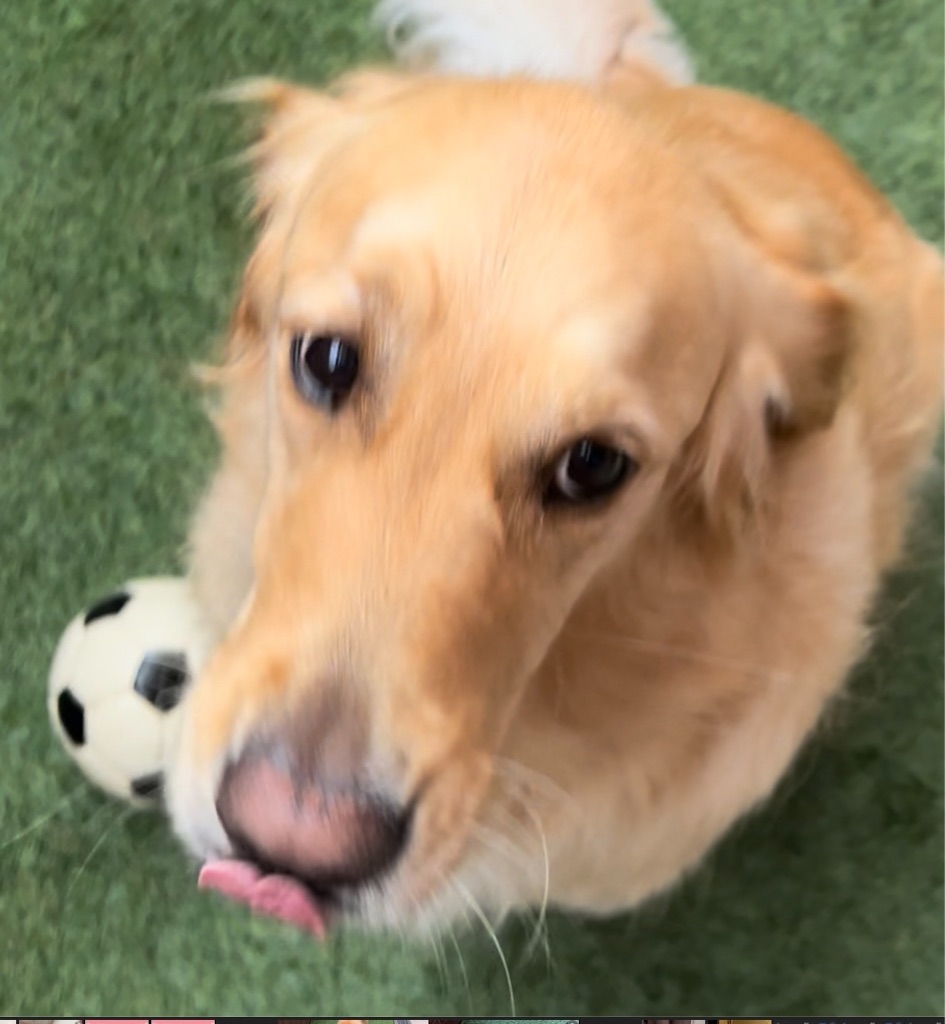 f:id:guidedogchannoworld:20240624184601j:image